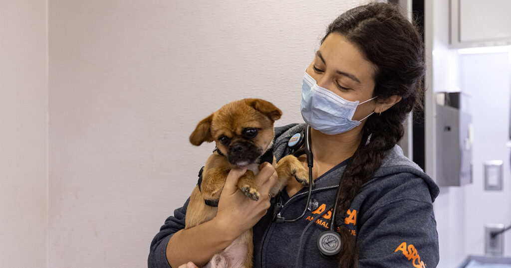 Aspca’s Free And Low-cost Spay/Neuter Database