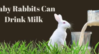 How Can We Feed Milk To Baby Rabbits