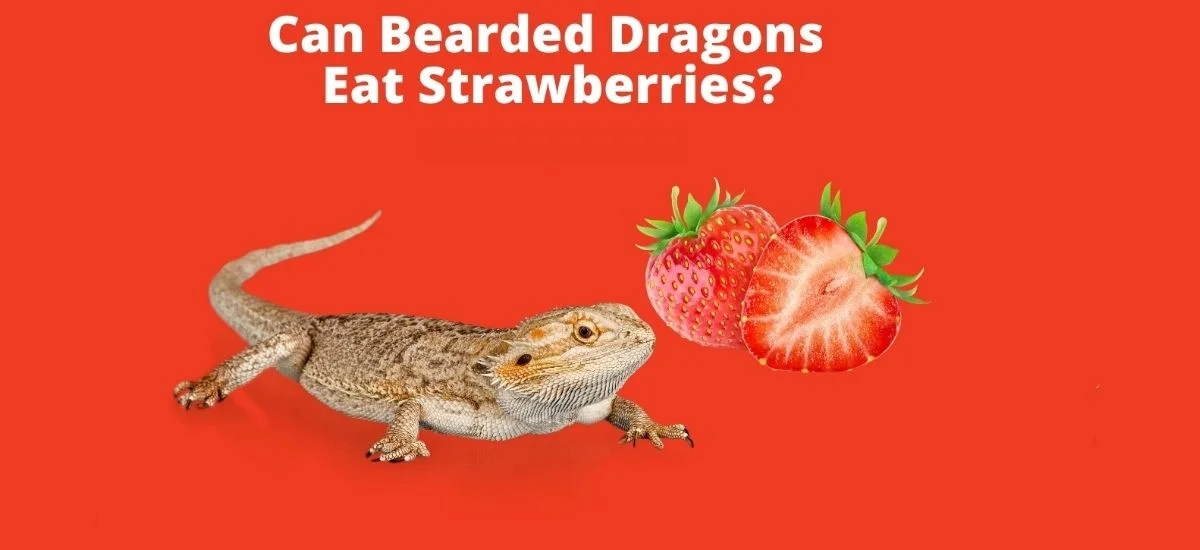can bearded dragons eat strawberries sweet fleshy red fruit