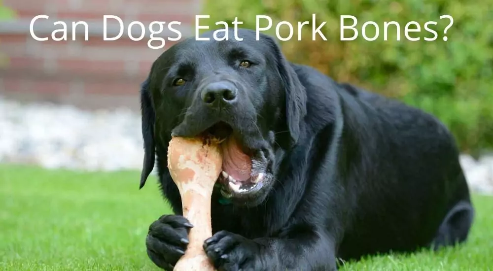 Can Dogs Eat Pork Bones Safely
