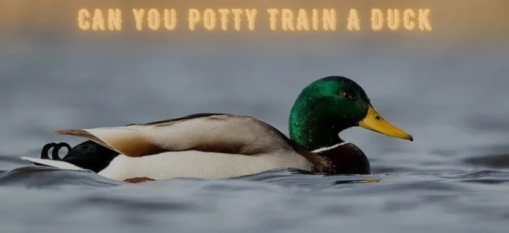 Potty training a duck is impossible. Usually, feces is controlled by sphincter muscles that the duck lack. This means that ducks will poop anywhere and whenever they like.