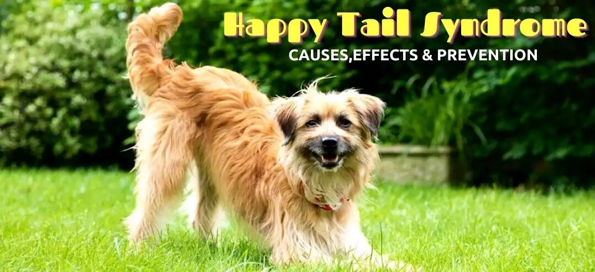 Happy Tail Syndrome