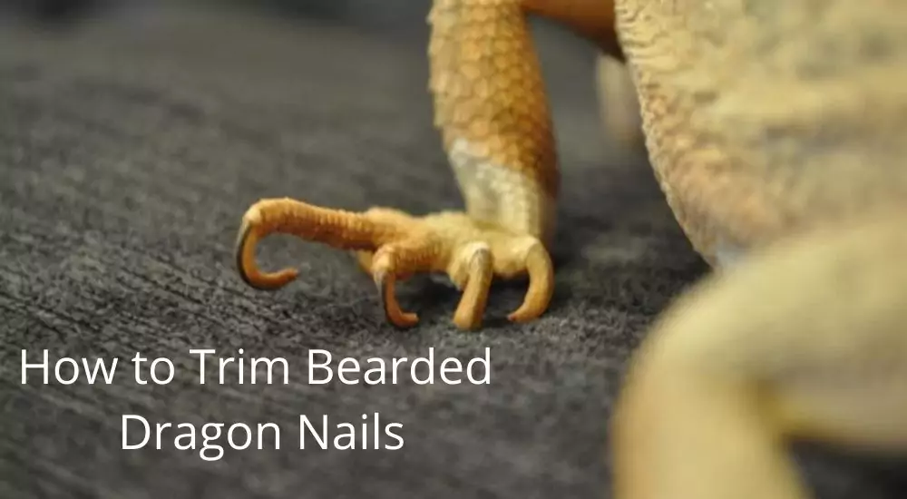 how to trim bearded dragon nails