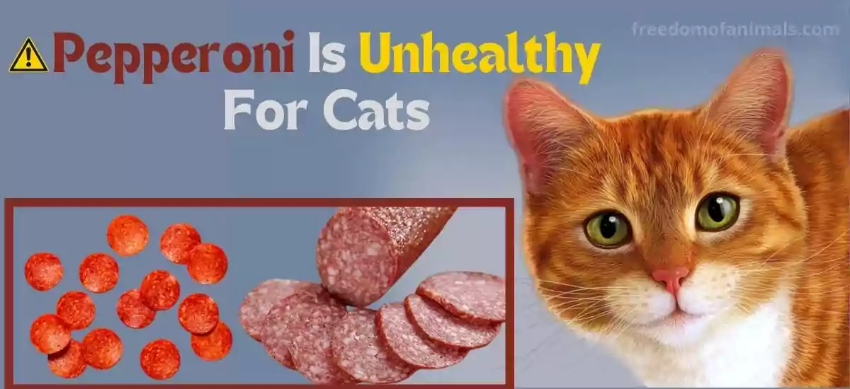 You went towards your cat and found your cat devouring your leftover pizza. You were not expecting this. Is it necessary to be concerned? Pepperoni can cats eat?