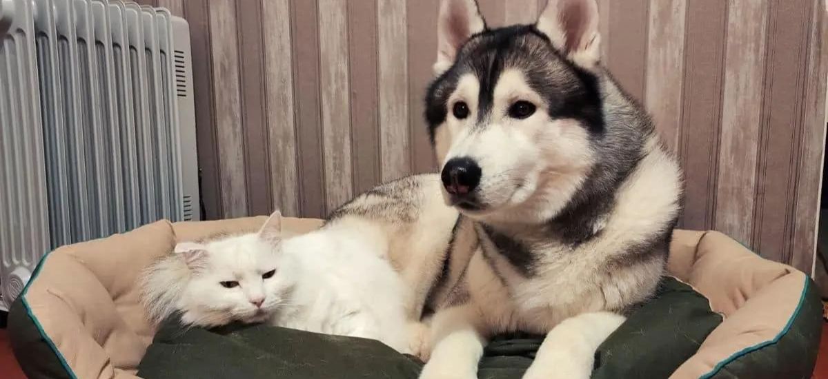 a complete pet guide are huskies good with cats