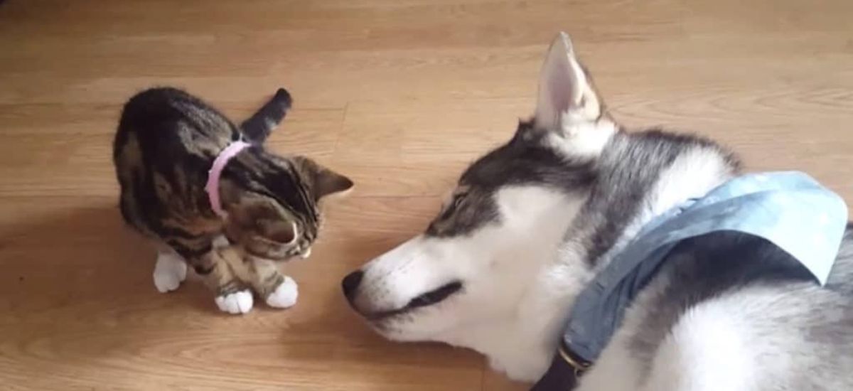 a complete pet guide are huskies good with cats