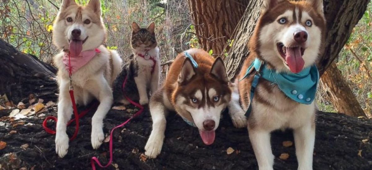 a complete pet guide are huskies good with cats