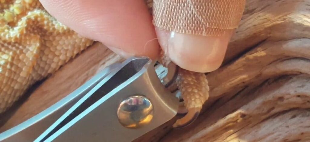 how to trim bearded dragon nails