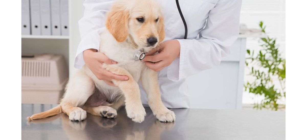 Where To Get Dog Spayed For Free?