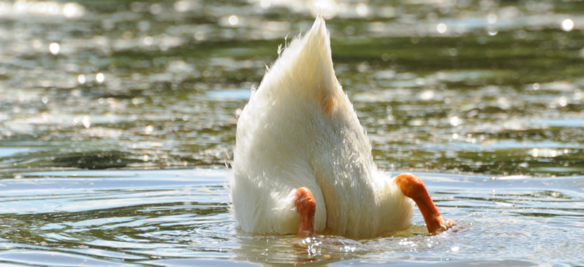 Why Do Ducks Wag Their Tails