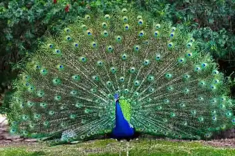 Why Peacocks Spread Their Feathers