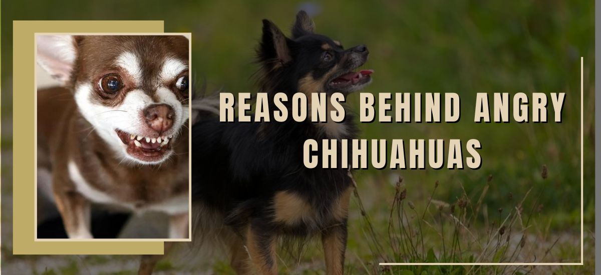 Why Are Chihuahuas So Mean