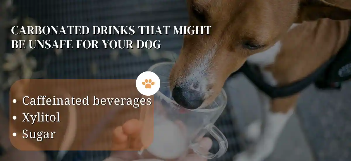 Can Dogs Drink Sparkling Water
