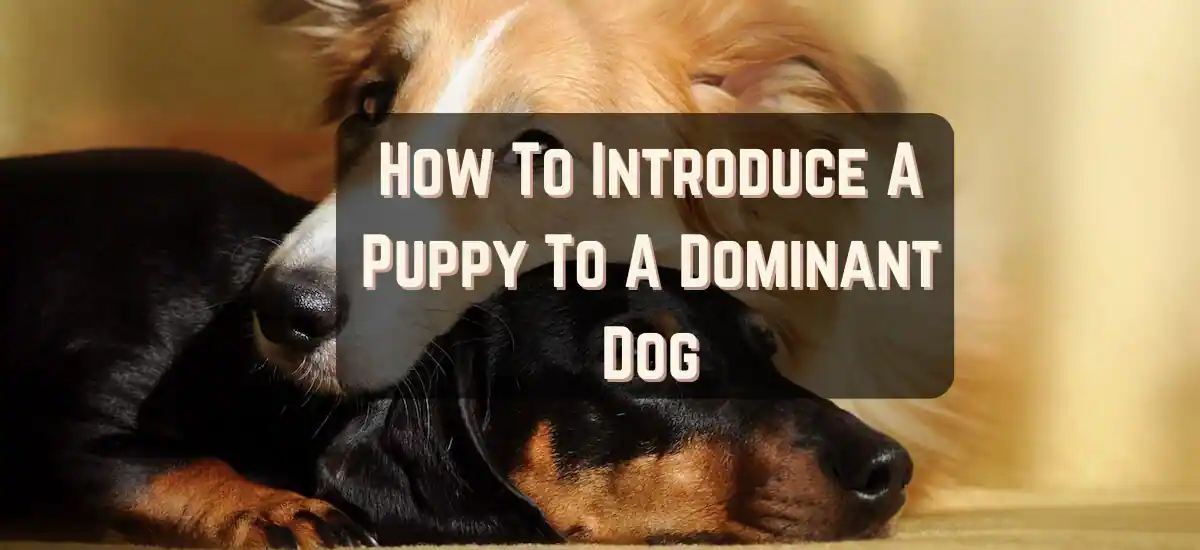 How To Introduce Puppy To Dog