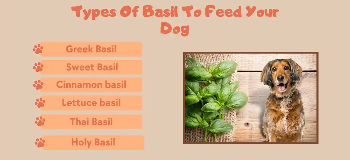 Can Dogs Eat Basil