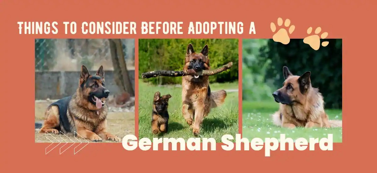 Things To Consider Before Adopting A German Shepherd