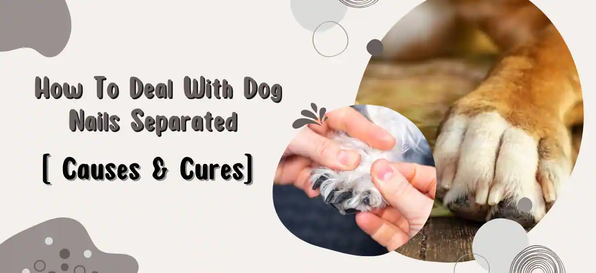 How To Deal With Dog Nails Separated