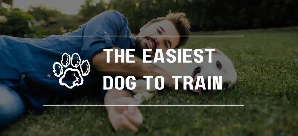 The Easiest Dog to Train
