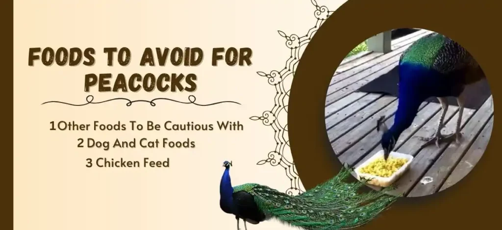 can peacocks eat chicken feed