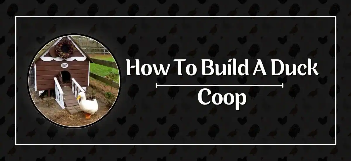 How To Build A Duck Coop A Step By Step Guide Freedomofanimals